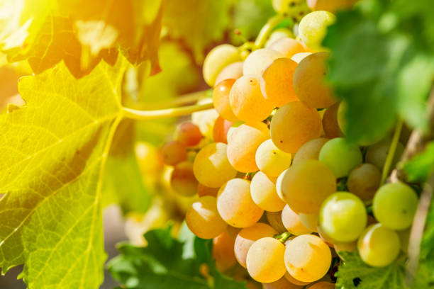 istock Sweet and tasty white grape bunch on the vine. White ripe grape clusters. 1329468414