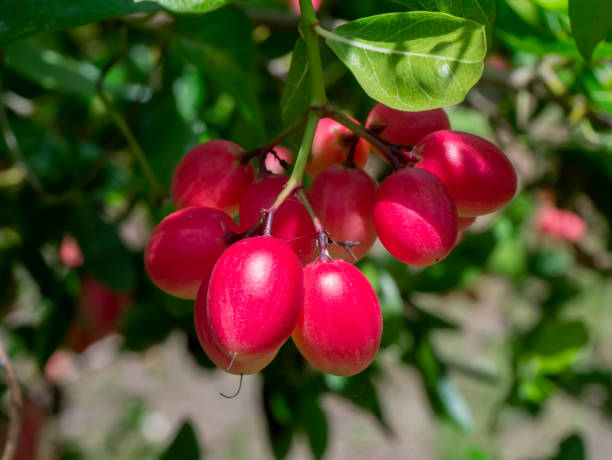 istock High vitamin C Fruit of Bengal Currants 1329469569