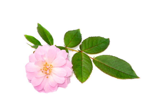 Pink of Damask Rose flower on white background stock photo