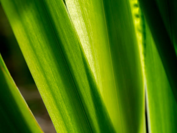 istock Close up green leaf of walking iris plant. 1329469610