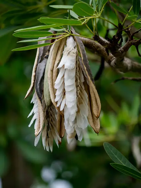 Close up Caribbean trumpet-tree seeds on the tree. (Scientific name Tabebuia aurea (Silva Manso) Benth)