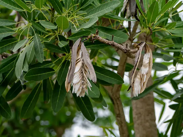 Close up Caribbean trumpet-tree seeds on the tree. (Scientific name Tabebuia aurea (Silva Manso) Benth)