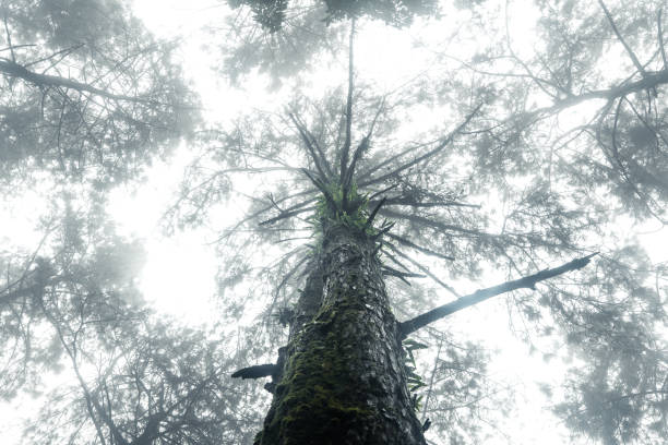 istock Forest in the misty rainy day,ferns and trees 1329470599
