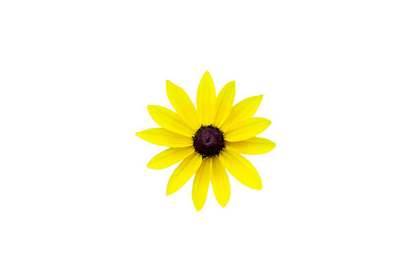 istock yellow chamomile, one yellow daisy 1329470686