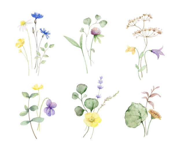 Watercolor set of bouquets of meadow flowers and leaves isolated on a white background. Hand painted illustration for posters, wall art decor, greeting cards, wedding invitations and more. Watercolor set of bouquets of meadow flowers and leaves isolated on a white background. Hand painted illustration for posters, wall art decor, greeting cards, wedding invitations and more. wild flowers stock illustrations