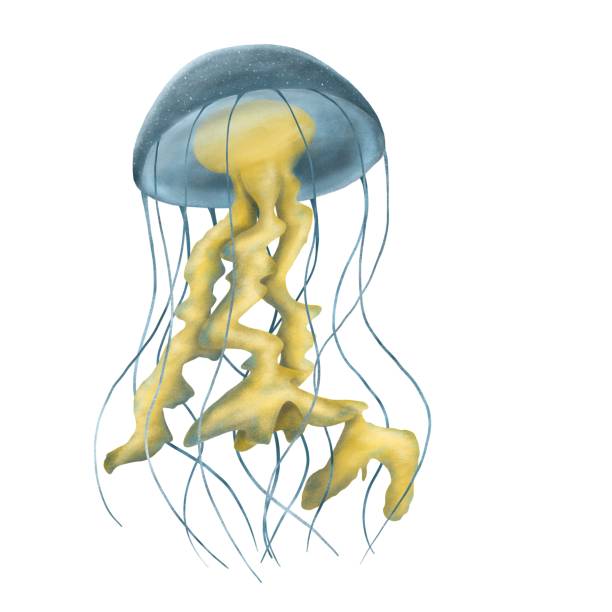 istock Realictic blue and yellow jellyfish on an isolated white background. Hand draw 1329470843