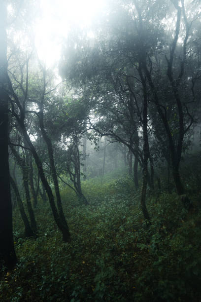 istock Forest in the misty rainy day,ferns and trees 1329471023