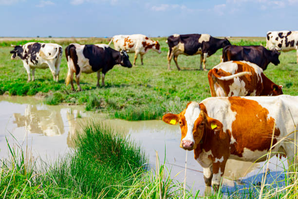 istock Cow is standing in the pond, looking at camera, posing 1329471136