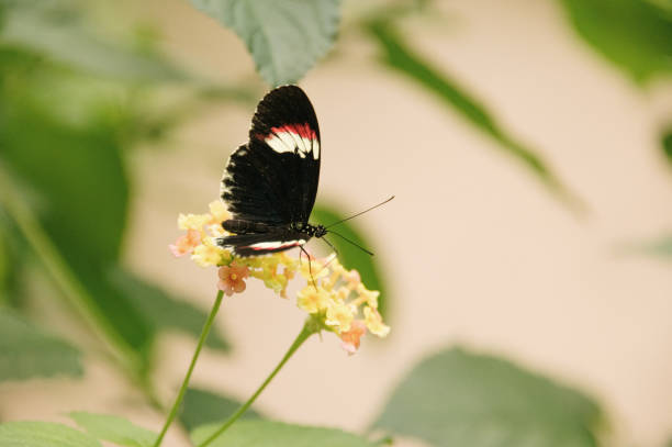 istock Beautiful butterfly on a flower 1329471767