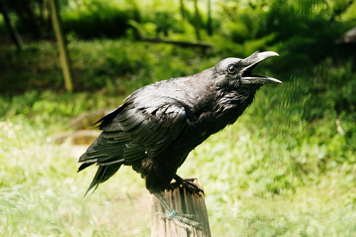 Common raven (Corvus corax) squawking