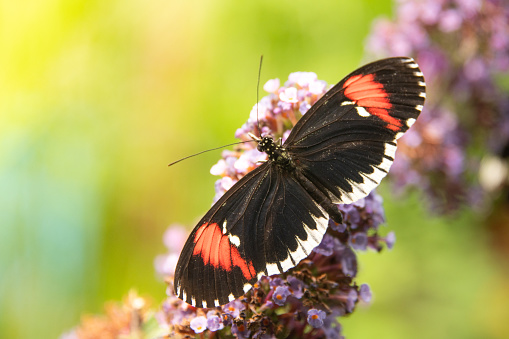 Beautiful Papilio machaon, the Old World swallowtail feeding on the nectar of red clover.