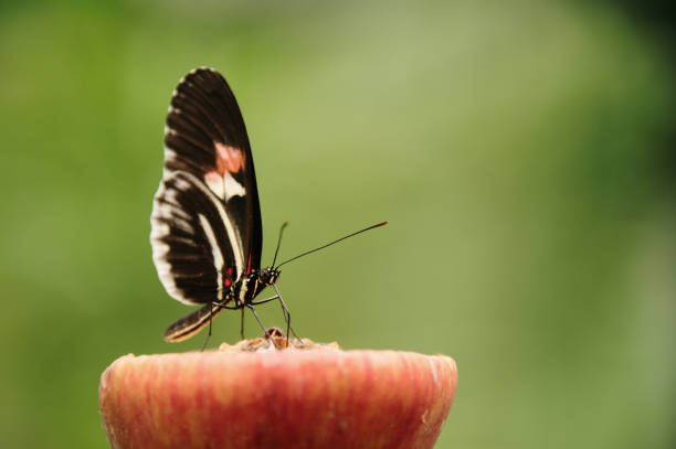 istock Beautiful butterfly on a flower 1329471927