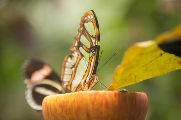 istock Close-up of butterflies 1329471954
