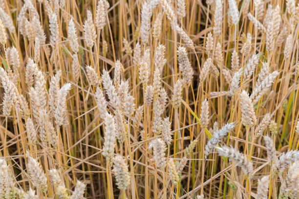 espigas de trigo madurando en el primer plano del campo - wheat winter wheat cereal plant spiked fotografías e imágenes de stock