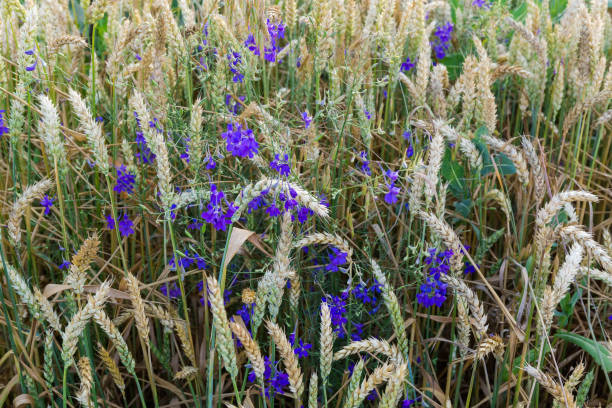 flores azules entre el trigo maduro en el campo - wheat winter wheat cereal plant spiked fotografías e imágenes de stock