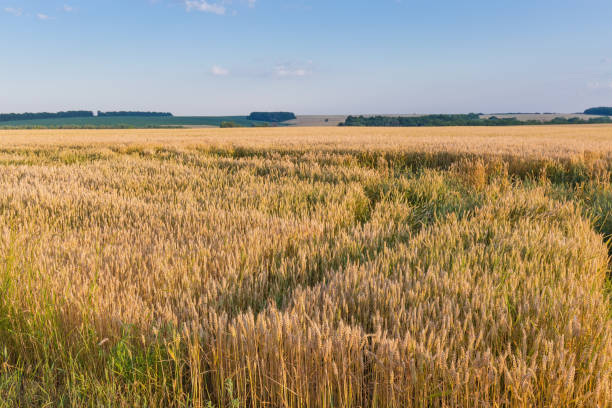 sección del campo de trigo maduro contra el cielo de la tarde - wheat winter wheat cereal plant spiked fotografías e imágenes de stock
