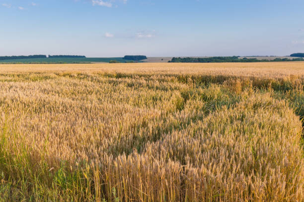 sekcja pola dojrzewającej pszenicy na tle wieczornego nieba - wheat winter wheat cereal plant spiked zdjęcia i obrazy z banku zdjęć