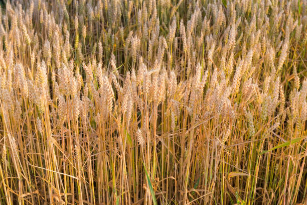 maduración del trigo en el borde del campo - wheat winter wheat cereal plant spiked fotografías e imágenes de stock