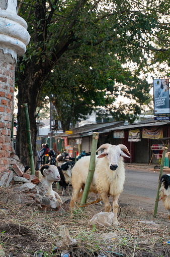 Subang, Indonesia - July 18, 2021: Goats are sold to be used as sacrificial animals on Eid al-Adha