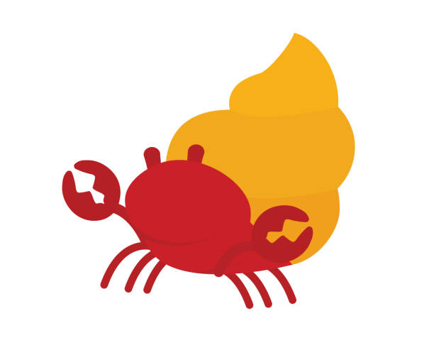 Hermit Crab Illustrations, Royalty-Free Vector Graphics & Clip Art - iStock