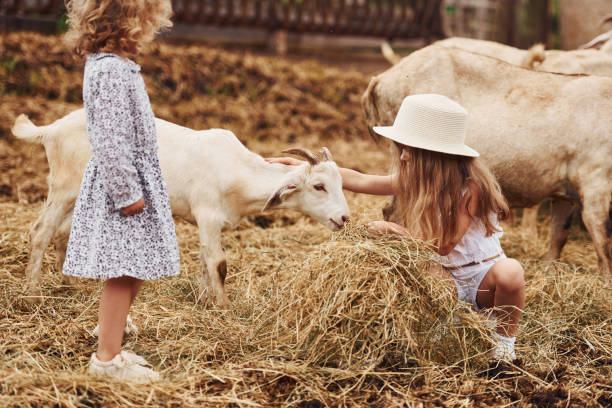 z kozami. dziewczynka w niebieskich ubraniach jest na farmie w okresie letnim na świeżym powietrzu - chow domestic animals animal beautiful zdjęcia i obrazy z banku zdjęć