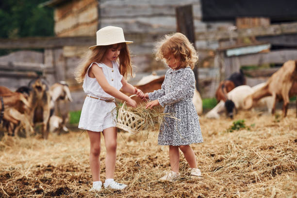 dwie małe dziewczynki razem na farmie w okresie letnim o weekend z kozami - chow domestic animals animal beautiful zdjęcia i obrazy z banku zdjęć