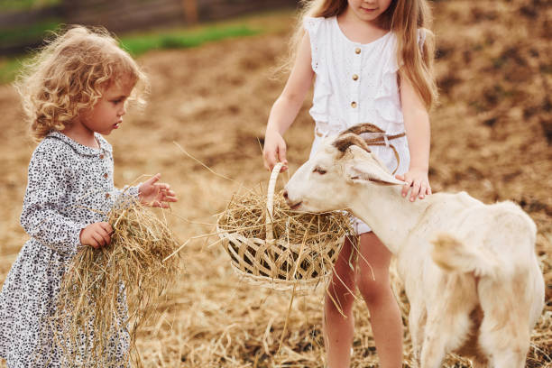 dwie małe dziewczynki razem na farmie w okresie letnim o weekend z kozami - chow domestic animals animal beautiful zdjęcia i obrazy z banku zdjęć