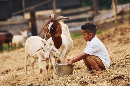 Warm weather. Cute little african american boy is on the farm at summertime with goats.