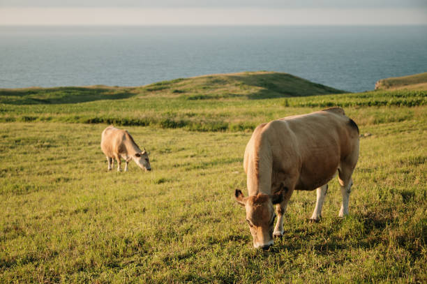 istock Cows grazing by the sea at sunset 1329479835
