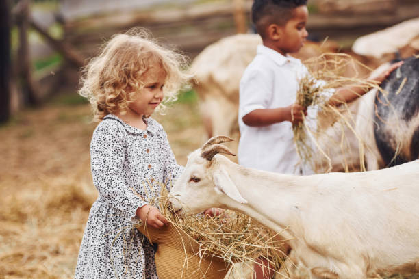 dobra słoneczna pogoda. ładny mały afroamerykański chłopiec z europejską dziewczyną jest na farmie z kozami - chow domestic animals animal beautiful zdjęcia i obrazy z banku zdjęć