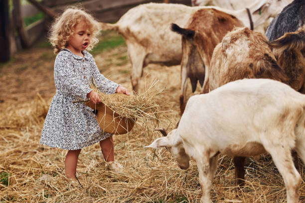 karmienie kóz. dziewczynka w niebieskich ubraniach jest na farmie w okresie letnim na świeżym powietrzu - chow domestic animals animal beautiful zdjęcia i obrazy z banku zdjęć