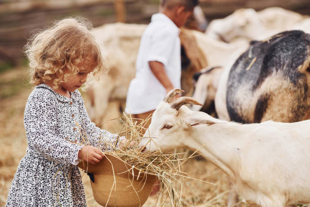 bel tempo soleggiato. carino ragazzino afroamericano con ragazza europea è in fattoria con capre - school farm foto e immagini stock