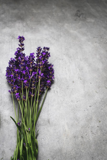 istock A bunch of fresh lavender on a gray rustic table 1329481083