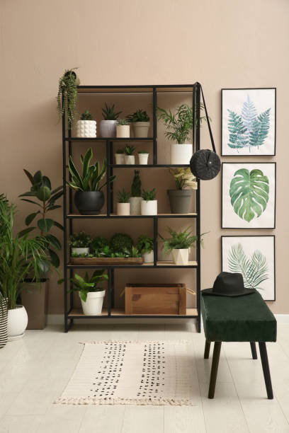 istock Stylish room interior with many beautiful houseplants 1329481261