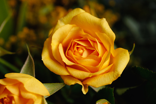 Closeup on a yellow rose.
