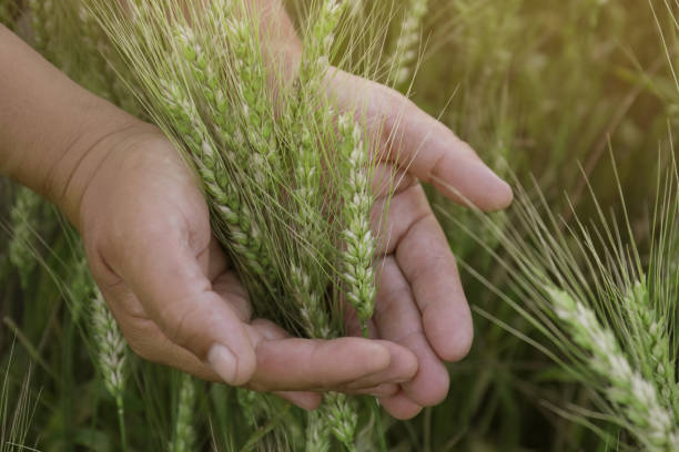 istock Man in field with ripening wheat, closeup 1329482252