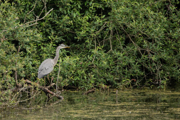 istock Beautiful Grey Heron bird Ardea Cinerea Pelecaniformes on lake in Summer hunting small fish in water 1329482684