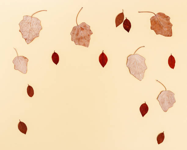 istock Red autumn leaves layout on neutral beige background with copy space. Natural beautiful dry leaf in autumn season 1329484002