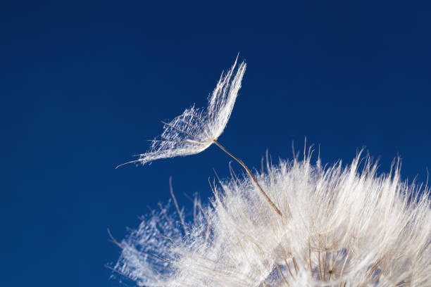 istock White fluffy dandelion in sunlight on blue background. Bright sunny flower with blowing seeds close up. 1329484139