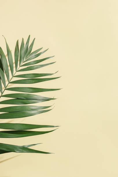 летний минималистичный фон с натуральными зелеными пальмовыми листьями с солнечными тенями. эстетическое фото пастельных красок с пальмо� - palmleaf стоковые фото и изображения