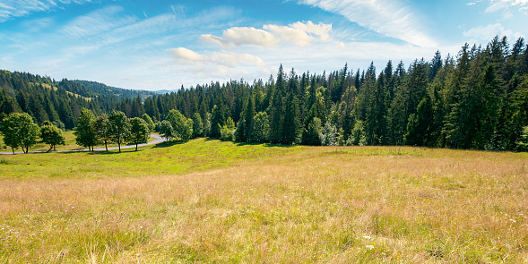 mountainous countryside in summer panorama. trees on the meadow along the road. coniferous forest on the hills. bright sunny forenoon scenery with clouds on the sky