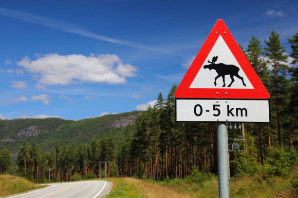 istock Wildlife warning in Norway - moose warning 1329485119