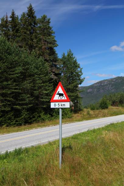 istock Wildlife warning in Norway - moose warning 1329485579
