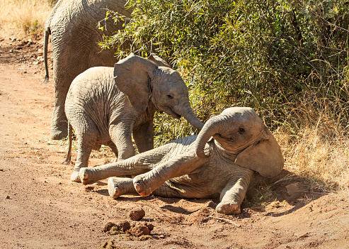 Two baby elephants playing in the sand in the road, one lying down