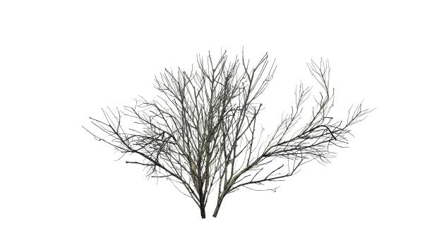 istock Kousa Dogwood in winter - isolated on white background 1329486995
