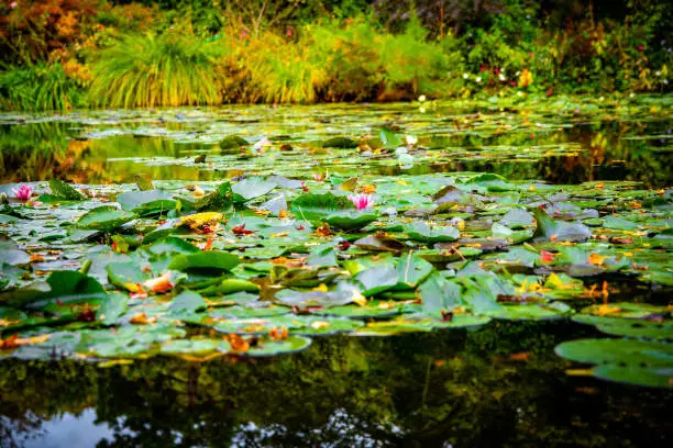 A photo of the iconic waterlily pond that Claude Monet used as inspiration for some of his most famous works.