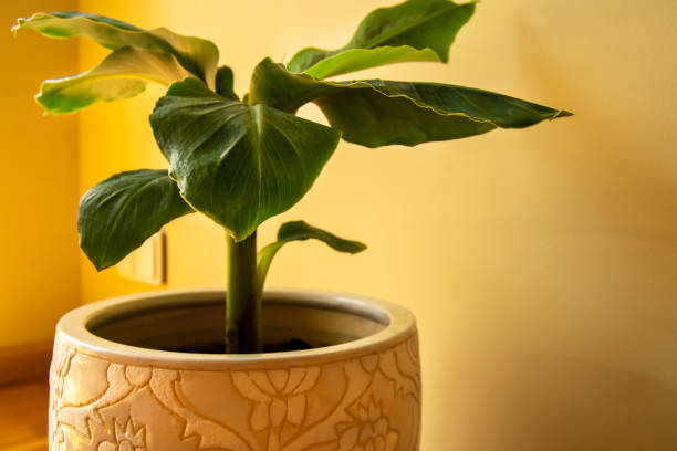 istock Banana Musa plant in pot 1329488213