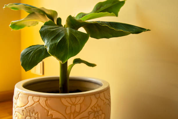 istock Banana Musa plant in pot 1329488221
