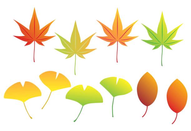 ilustraciones, imágenes clip art, dibujos animados e iconos de stock de hojas caídas de arce y ginkgo en el otoño. - ginkgo tree ginkgo tree japan