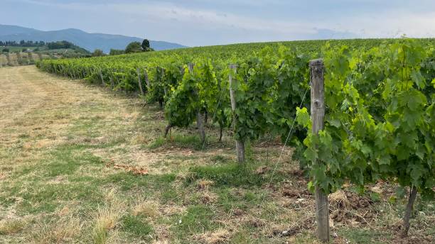 istock Vineyard, Frescobaldi Wine, rows of vineyard 1329488491